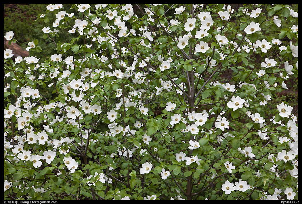 Pacific Dogwood flowers. Yosemite National Park