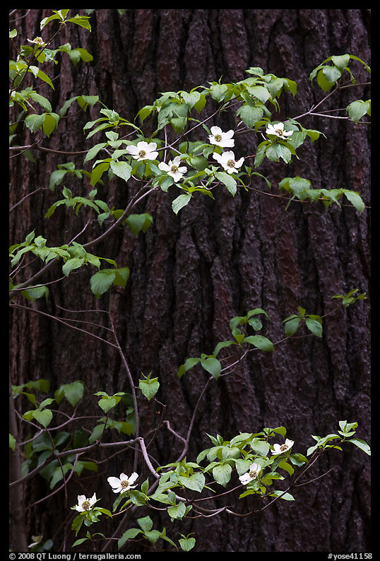 Dogwood branches with flowers against trunk. Yosemite National Park
