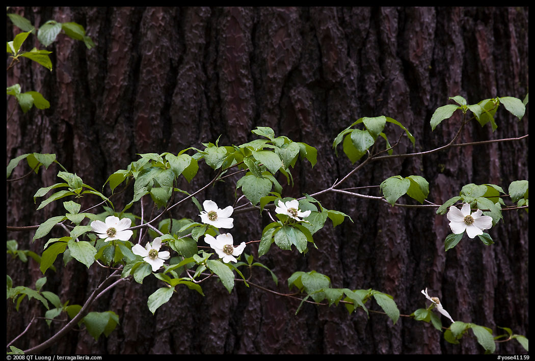 Dogwood branch with flowers against trunk. Yosemite National Park