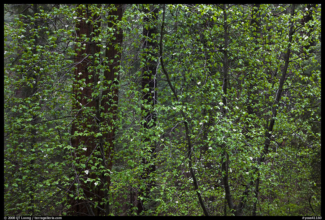 Curtain of recent Dogwood leaves and flowers in forest. Yosemite National Park