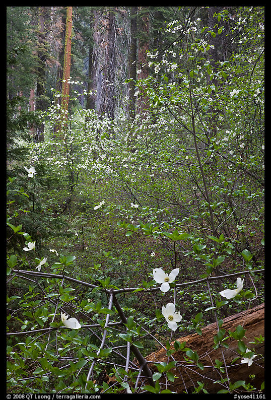 Forest with dogwoods in bloom near Crane Flat. Yosemite National Park