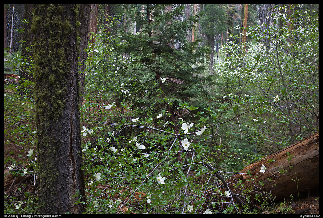 Spring Forest with white dogwood blossoms. Yosemite National Park
