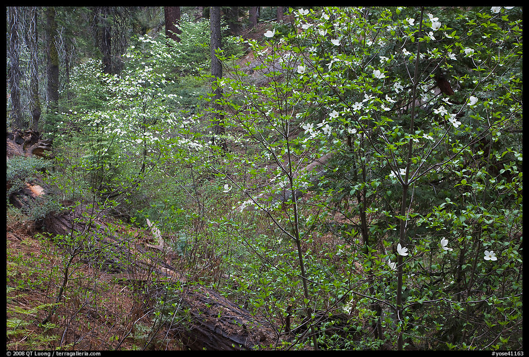 Forest in spring with fallen trees, and flowering dogwoods. Yosemite National Park