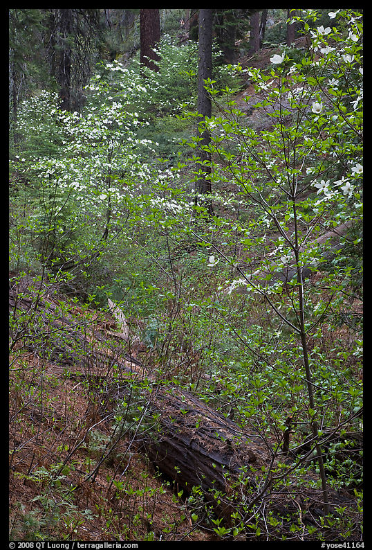 Ravine in spring with blooming dogwoods near Crane Flat. Yosemite National Park