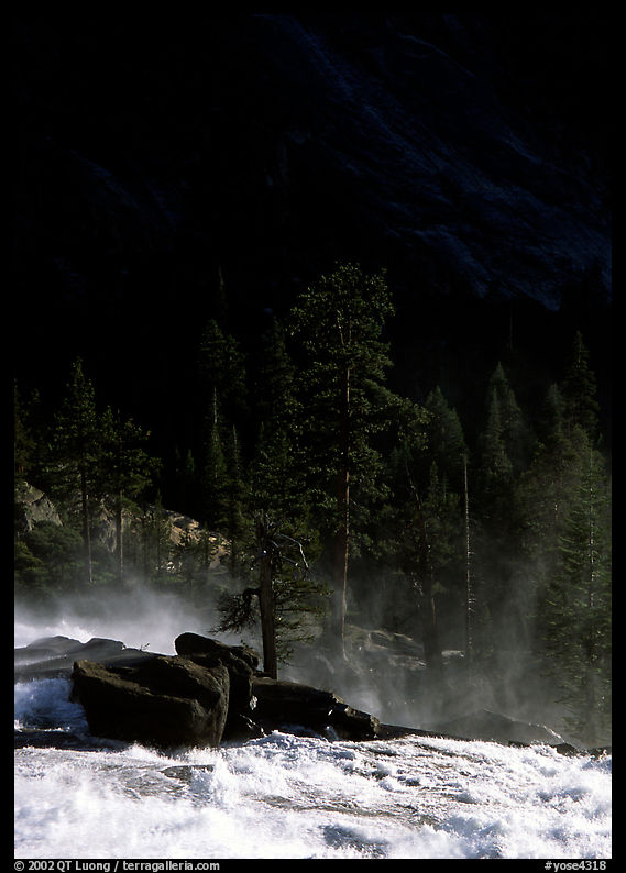 Tree in swirling waters and forest in shade, Waterwheel Falls. Yosemite National Park, California, USA.