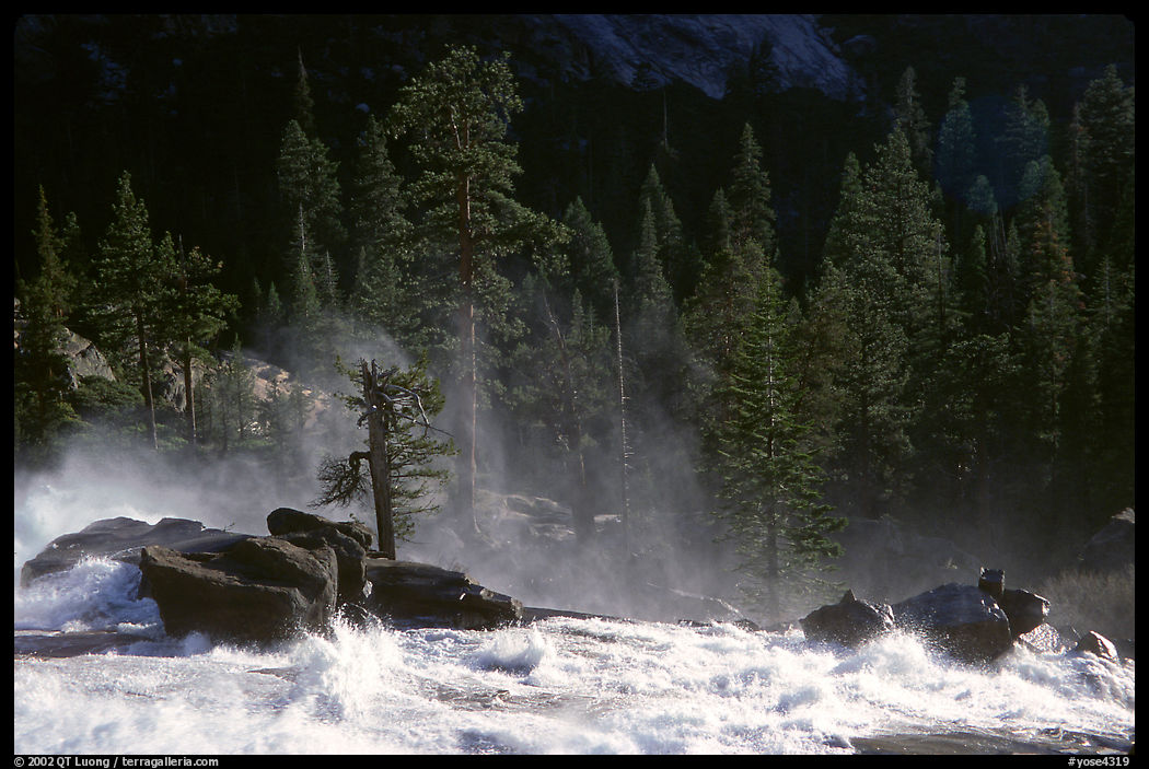Tree in swirling waters, Waterwheel Falls, late afternoon. Yosemite National Park