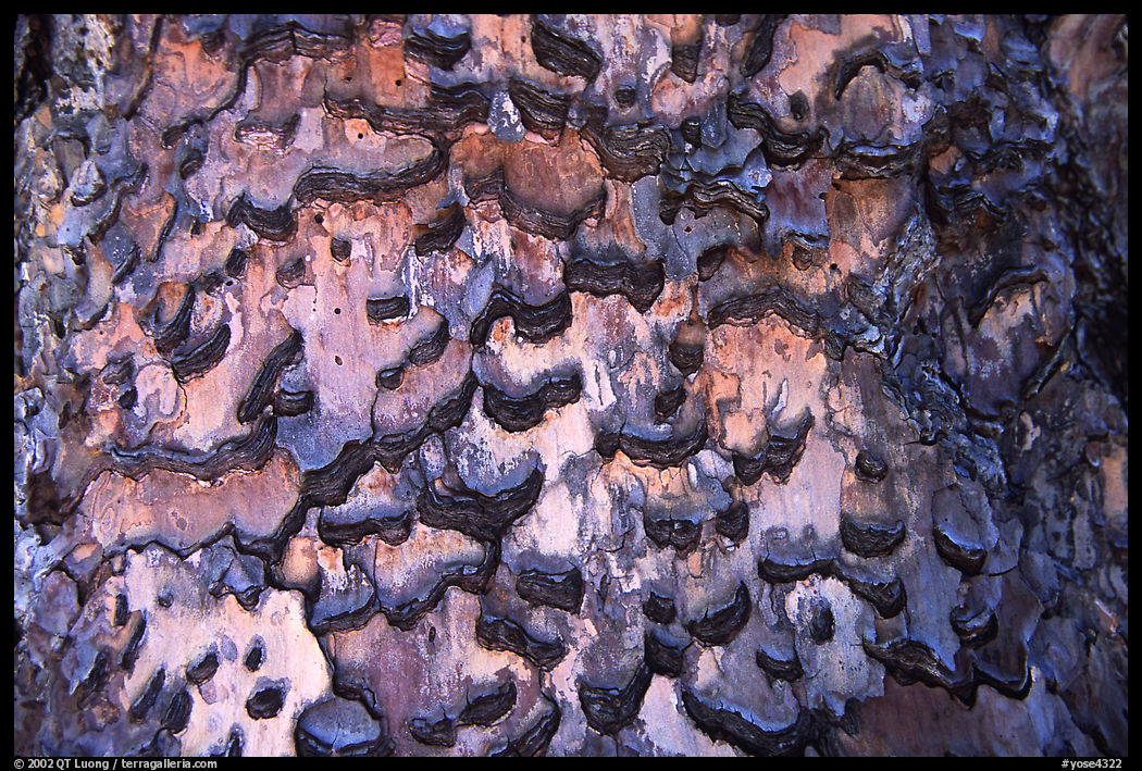 Detail of bark of pine. Yosemite National Park, California, USA.