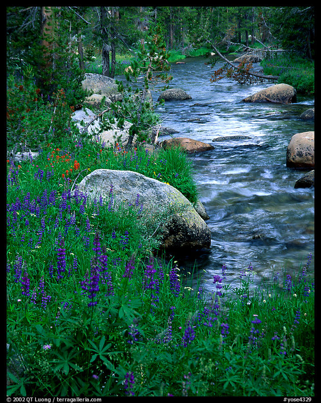 Lupine and stream, Tuolumne meadows. Yosemite National Park, California, USA.