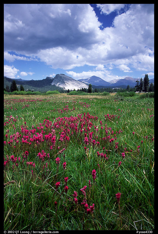 Storm light, Tuolumne meadows. Yosemite National Park, California, USA.