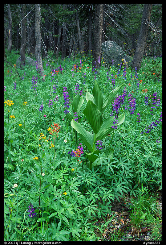 Wildflowers, Tuolumne meadows. Yosemite National Park, California, USA.