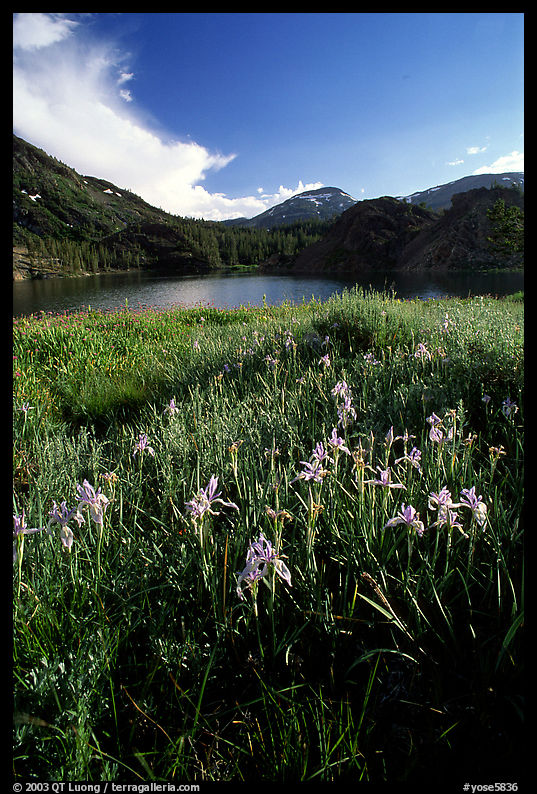 Wildflowers near Ellery Lake. Yosemite National Park, California, USA.