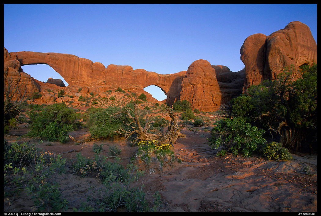 Wildflowers, South window and North window, sunrise. Arches National Park, Utah, USA.
