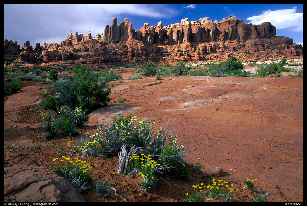 Wildflowers, sandstone pillars, Klondike Bluffs. Arches National Park, Utah, USA.