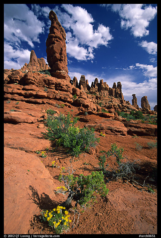 Wildflowers, sandstone pillars, Klondike Bluffs. Arches National Park