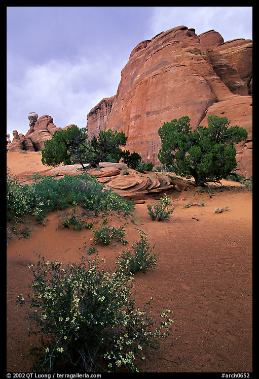 Wildflowers, sand and rocks, Klondike Bluffs. Arches National Park, Utah, USA.