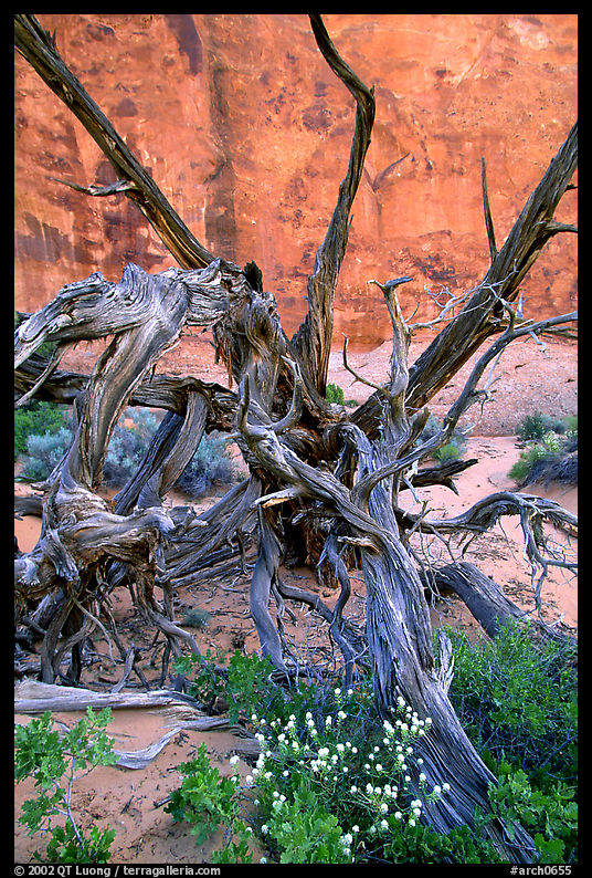 Wildflowers, Twisted tree, and sandstone wall, Devil's Garden. Arches National Park, Utah, USA.