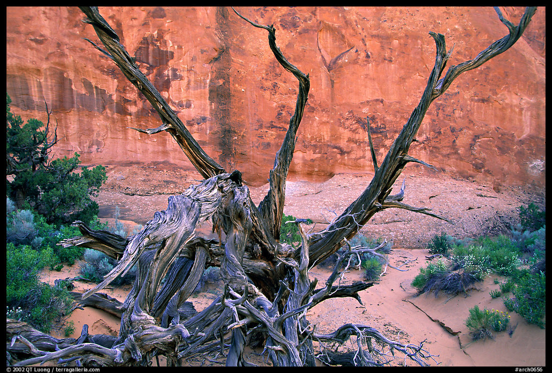 Wildflowers, Twisted tree, and sandstone wall, Devil's Garden. Arches National Park, Utah, USA.
