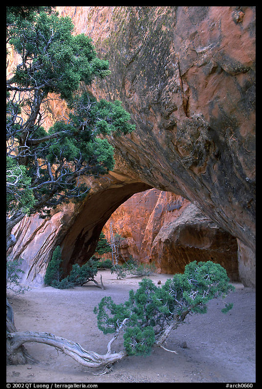 Juniper and glowing Navajo Arch, late morning. Arches National Park, Utah, USA.