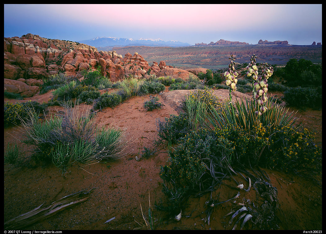 Yucca, Fiery Furnace, and La Sal Mountains, dusk. Arches National Park, Utah, USA.
