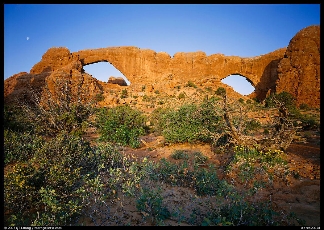 Wildflowers, South window and North window, sunrise. Arches National Park