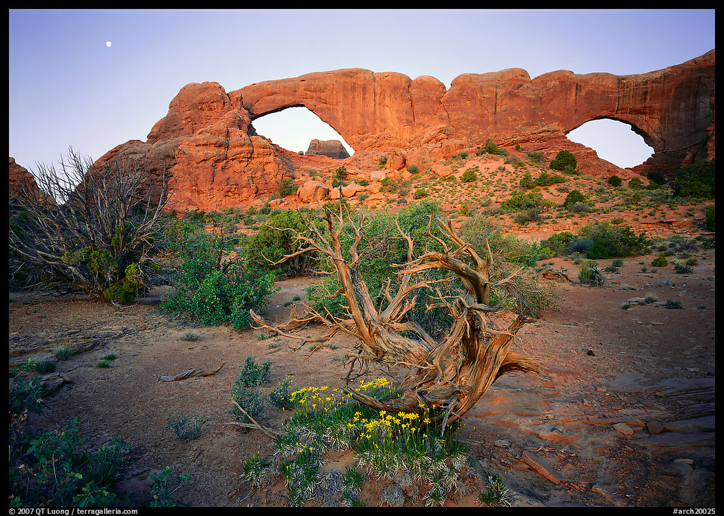 Wildflowers, dwarf tree, and Windows at sunrise. Arches National Park
