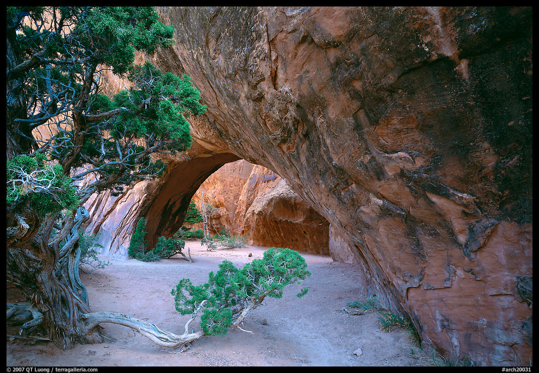 Juniper and glowing Navajo Arch, late morning. Arches National Park