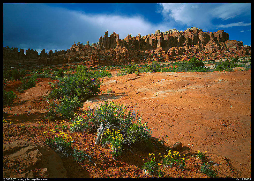 Wildflowers and rock pillars, Klondike Bluffs. Arches National Park, Utah, USA.
