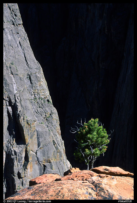 Tree on rim near exclamation point. Black Canyon of the Gunnison National Park