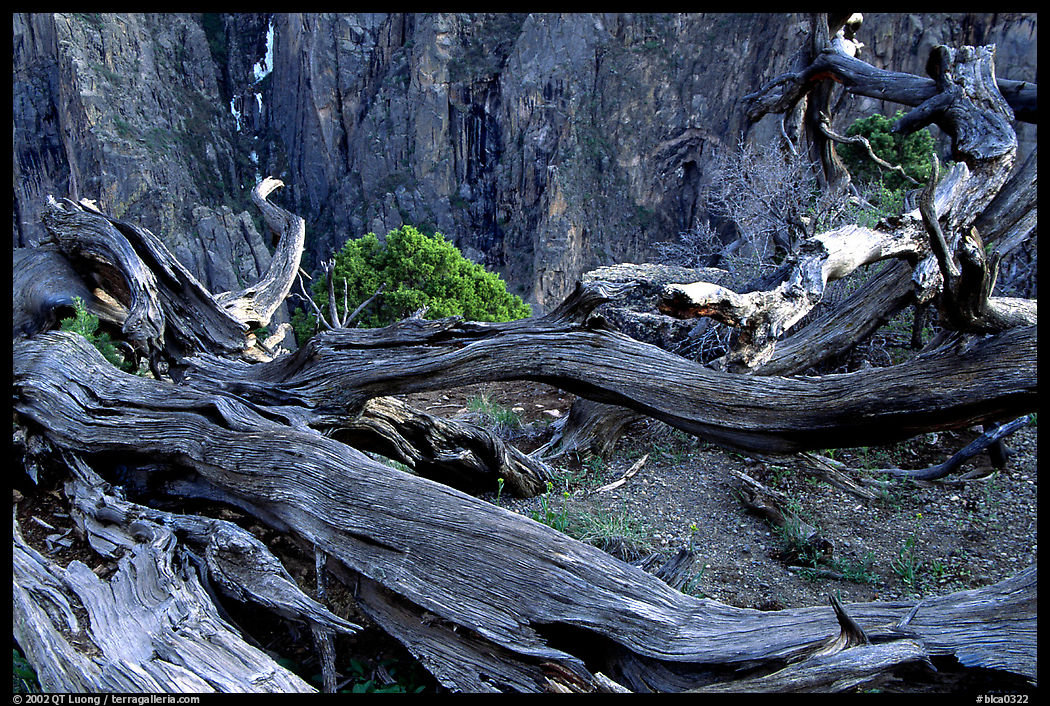 Gnarled trees on North rim. Black Canyon of the Gunnison National Park, Colorado, USA.