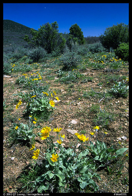 Wildflowers on mesa inclinado. Black Canyon of the Gunnison National Park