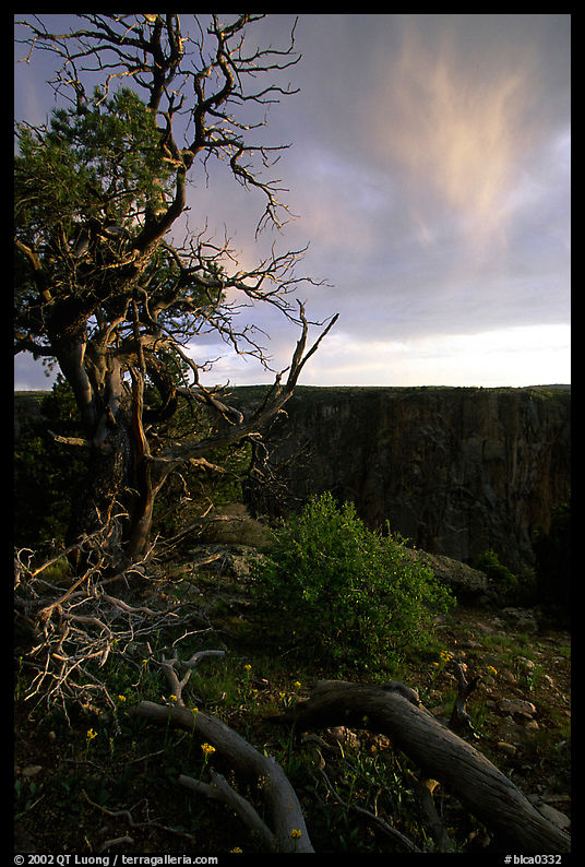 Gnarled trees at sunset, North rim. Black Canyon of the Gunnison National Park, Colorado, USA.