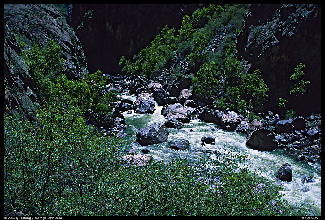 Spring vegetation along  Gunisson river near  Narrows. Black Canyon of the Gunnison National Park
