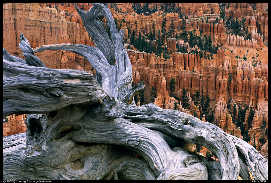 Twisted juniper near Inspiration point. Bryce Canyon National Park, Utah, USA.