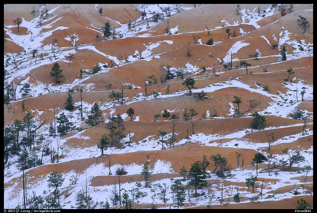 Ridges, snow, and trees. Bryce Canyon National Park, Utah, USA.