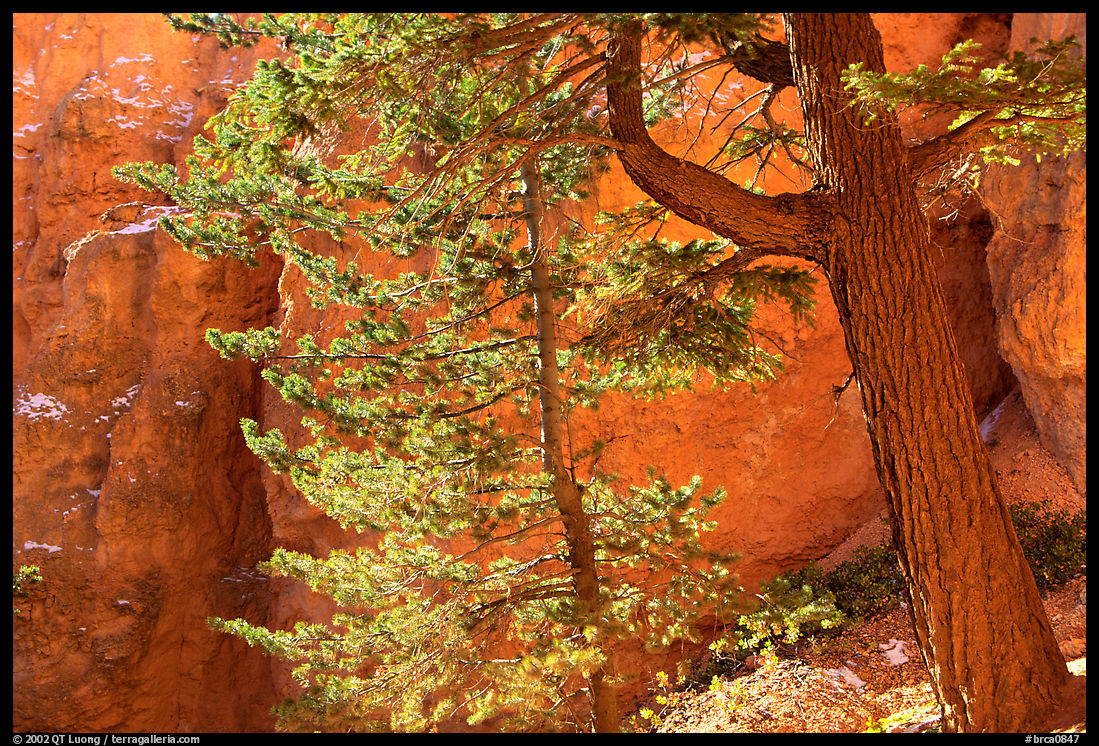 Douglas Fir in Wall Street Gorge, Navajo Trail. Bryce Canyon National Park