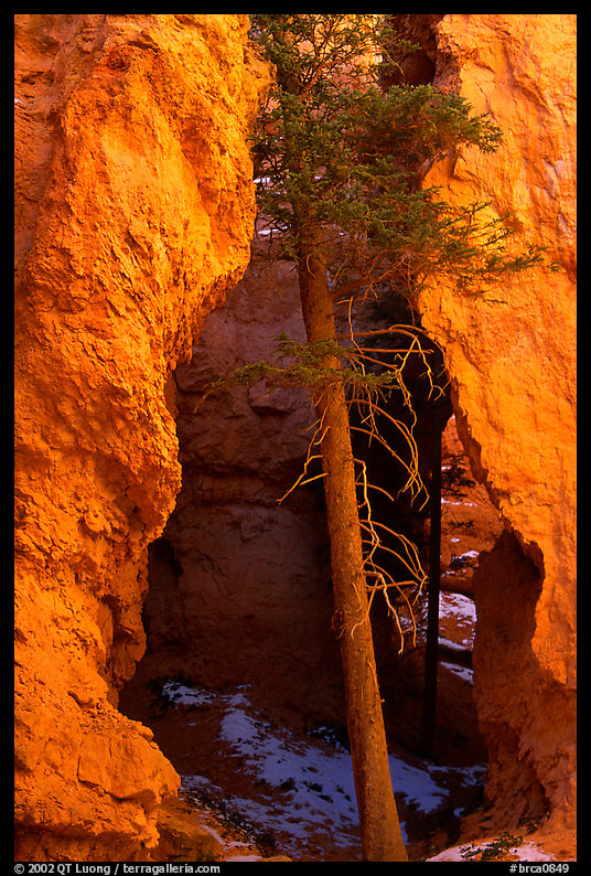 Glowing walls and tree along  Navajo Trail. Bryce Canyon National Park