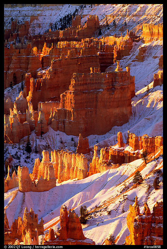 Bryce Amphitheater from Sunrise Point, winter sunrise. Bryce Canyon National Park