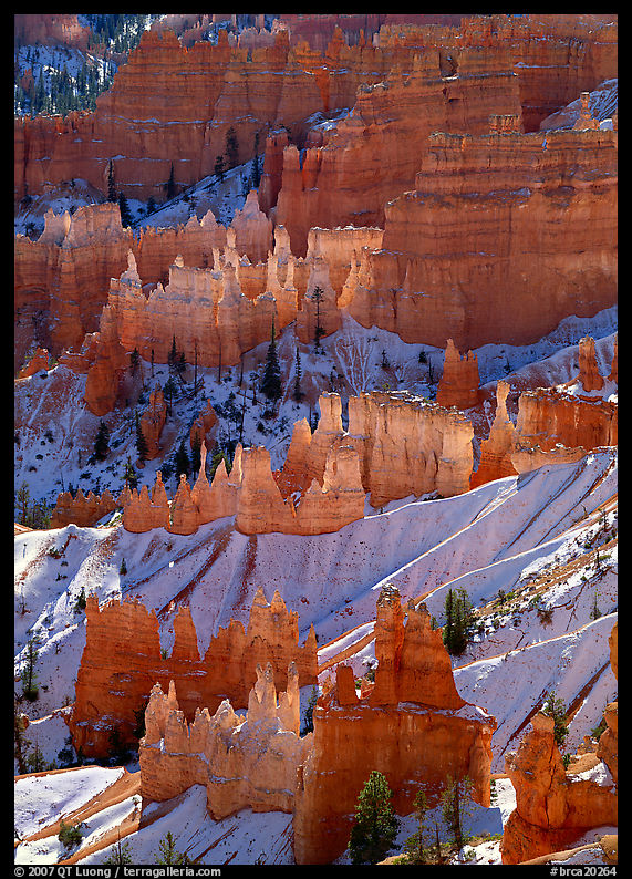 Hoodoos glowing in Bryce Amphitheater, early morning. Bryce Canyon National Park, Utah, USA.