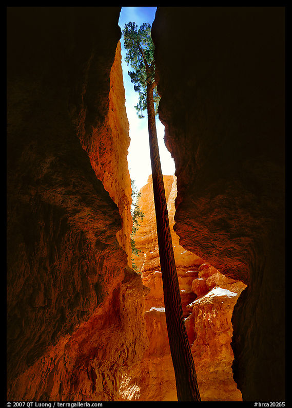 Douglas Fir in Wall Street Gorge, mid-day. Bryce Canyon National Park, Utah, USA.