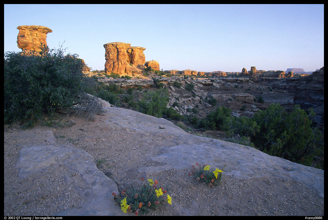 Wildflowers and towers, Big Spring Canyon overlook, sunrise, the Needles. Canyonlands National Park, Utah, USA.