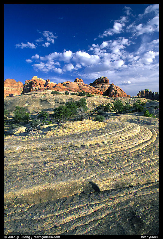 Sandstone swirls near Elephant Hill, the Needles, late afternoon. Canyonlands National Park