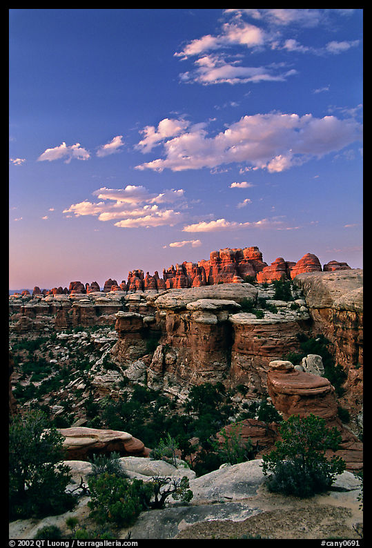 Last light on the Needles. Canyonlands National Park, Utah, USA.