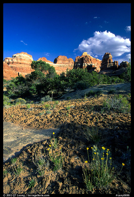 Wildflowers and sandstone towers near Elephant Hill, the Needles, late afternoon. Canyonlands National Park, Utah, USA.