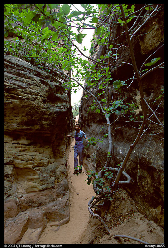 Hiker in narrow passage between rock walls, the Needles. Canyonlands National Park, Utah, USA.