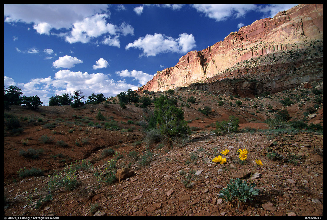 Wildflowers Waterpocket Fold, and clouds. Capitol Reef National Park, Utah, USA.