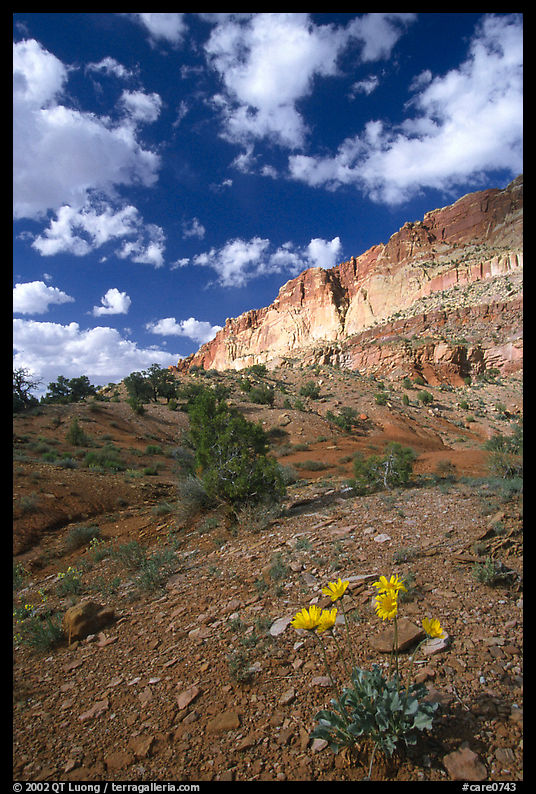 Wildflowers and Waterpocket Fold cliffs, afternoon. Capitol Reef National Park