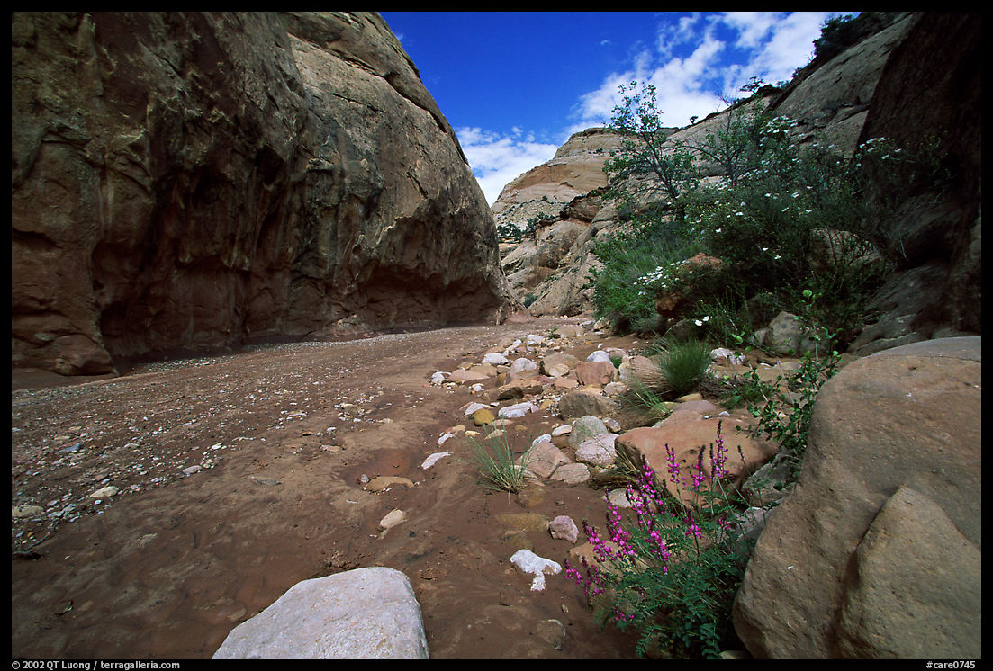 Wash in Capitol Gorge. Capitol Reef National Park, Utah, USA.