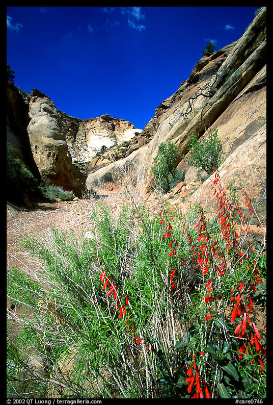 Wildflower in Capitol Gorge wash. Capitol Reef National Park, Utah, USA.