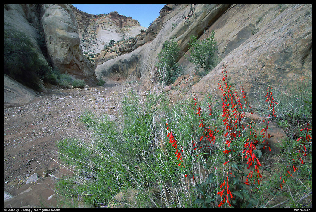 Wildflower in Wash in Capitol Gorge. Capitol Reef National Park, Utah, USA.
