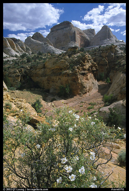 Wildflowers above Capitol Gorge. Capitol Reef National Park